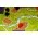 Carcassonne 2.0 (2015 New Edition) - оригинално английско издание,ZMG78100