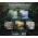 Dragon Shield Standard size License Sleeves - Landfall Series - Marsh Flats (100 Sleeves) в Аксесоари Dragon Shield